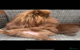 Pomeranian dogs for stud: Amazing Teddy bear chocolate boy for stud 🥰 - Image 10