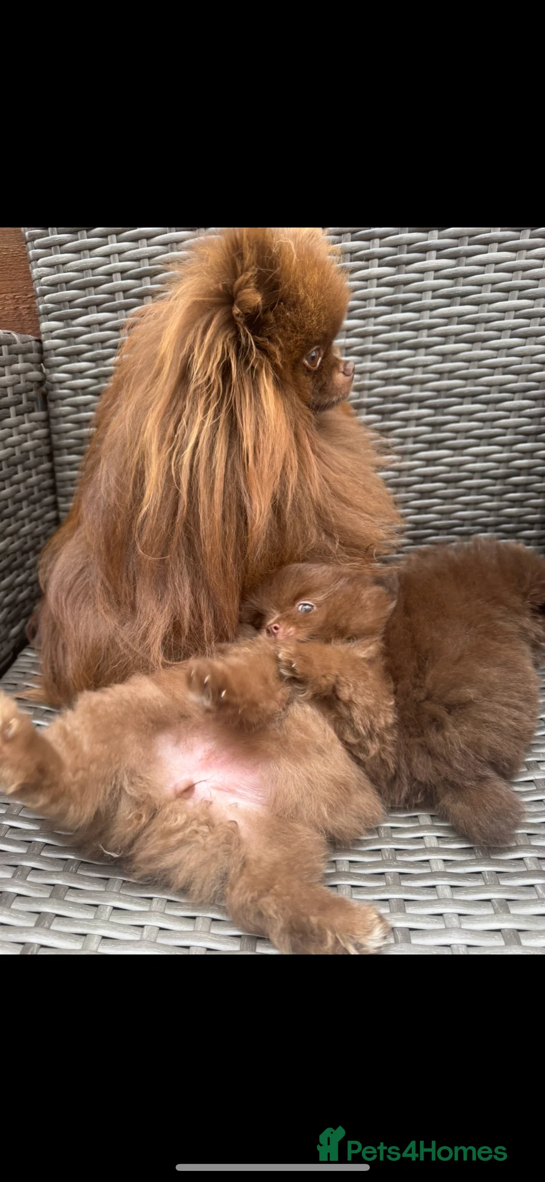 Pomeranian dogs for stud: Amazing Teddy bear chocolate boy for stud 🥰 - Advert 10