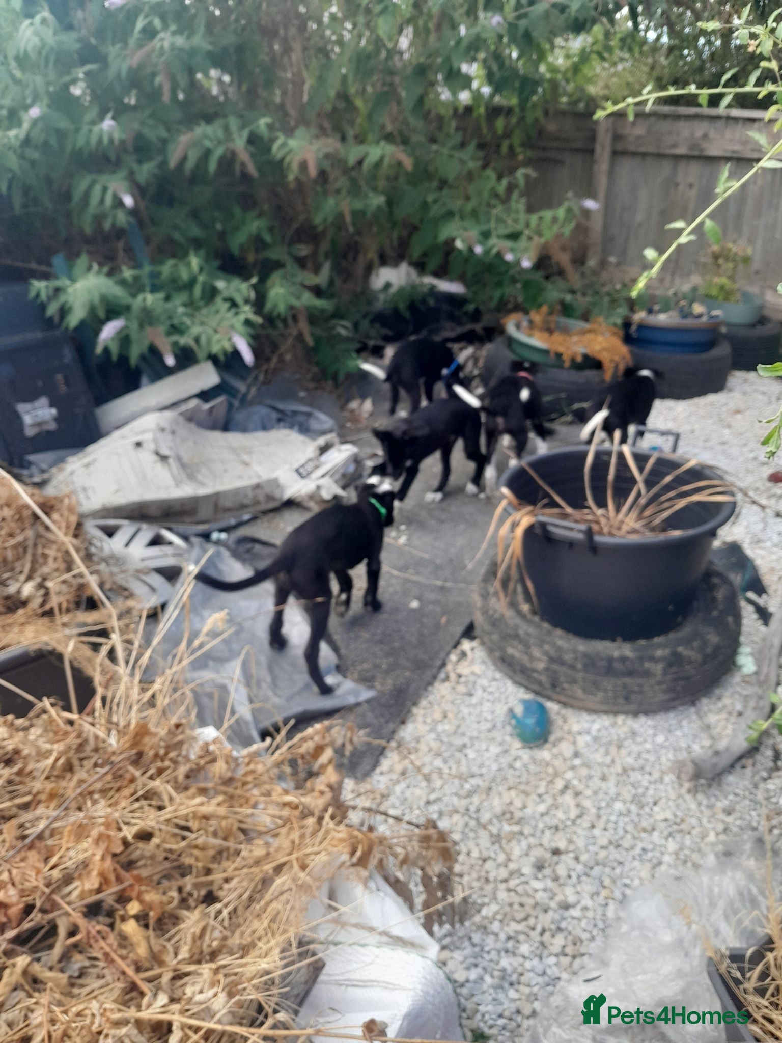 Mixed Breed dogs Lurcher puppies  - Advert 1