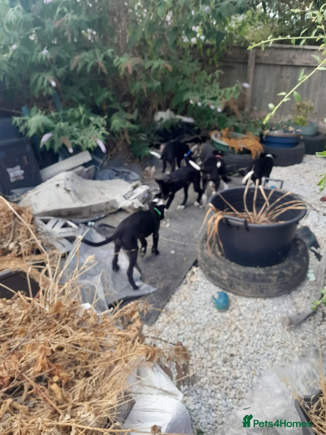 Mixed Breed dogs for sale: Lurcher puppies  in Salisbury - Advert 1