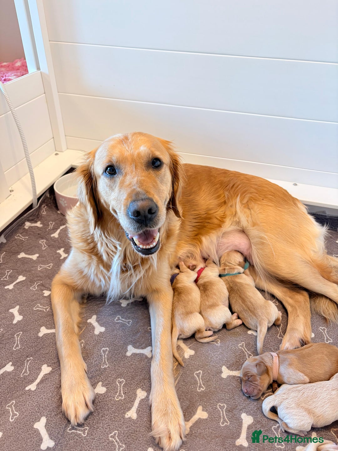 Golden Retriever dogs for sale: Golden Retriever Puppies  - Advert 2