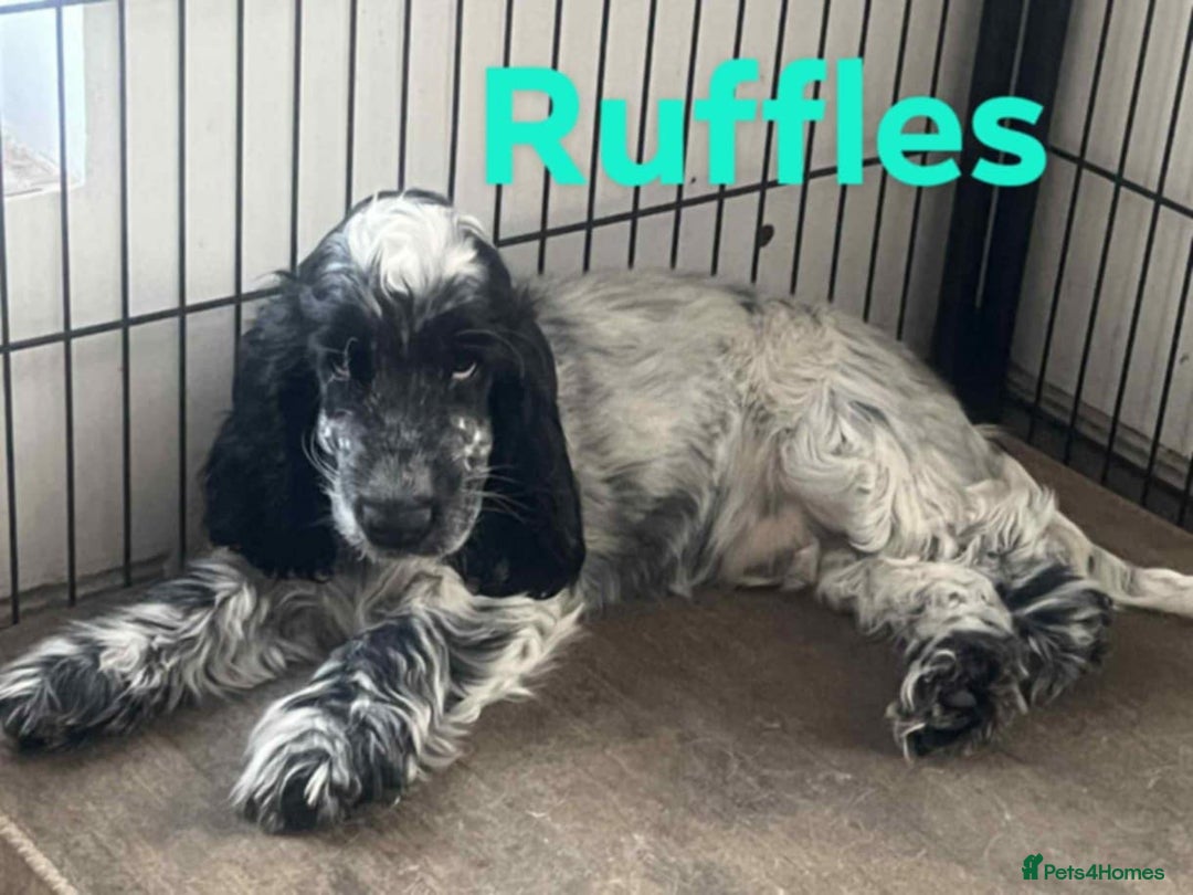 Cocker Spaniel dogs for sale: Stunning ShOw Cockers Fully vaccinated - Image 4
