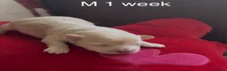Chihuahua dogs for sale: Chihuahua puppies 🐶  - Advert 27