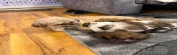 Shih Tzu dogs for sale: Beautiful Shihtzu Puppy’s for Sale - Advert 8