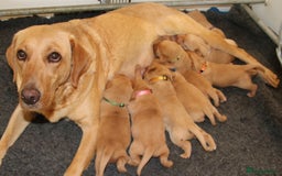Labrador Retriever dogs for sale: Red Fox Labs : Health Checked-KC Reg-FTCH Pedigree - Image 9