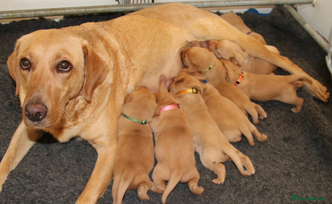 Labrador Retriever dogs for sale: Red Fox Labs : Health Checked-KC Reg-FTCH Pedigree - Image 9