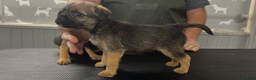 Border Terrier dogs for sale: Beautiful KC registered border terrier pups - Advert 5