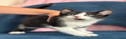 Mixed Breed cats for sale: * 7 BEAUTIFUL KITTENS * 4 FEMALE AND 3 MALE * - Advert 33