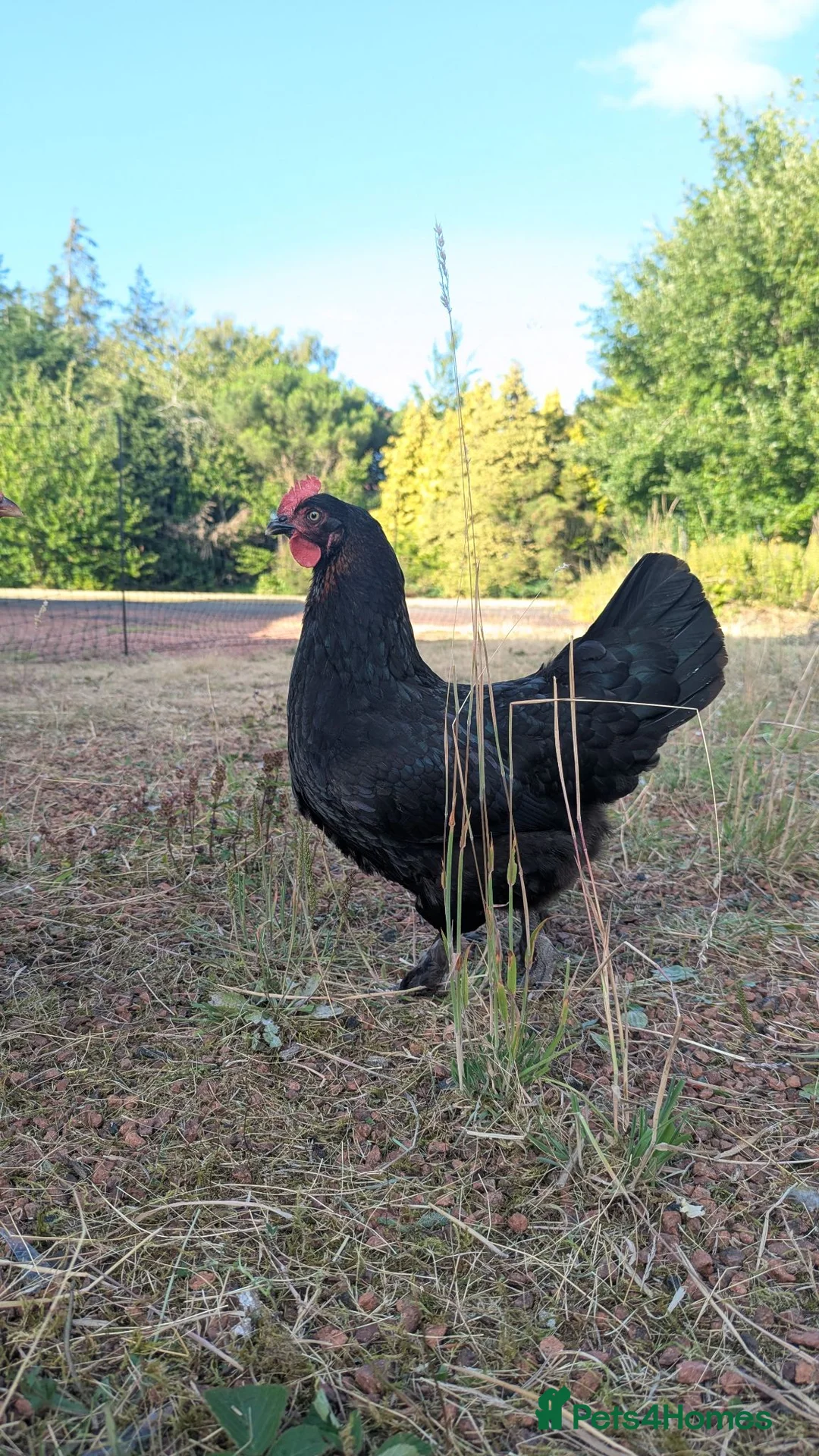 Chickens poultry for sale: Small mixed flock of colours egg laying hens  in Berwick-upon-Tweed - Advert 2