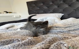 British Shorthair cats for sale: British blue x bengal kittens ready to go now ❤️ - Image 4