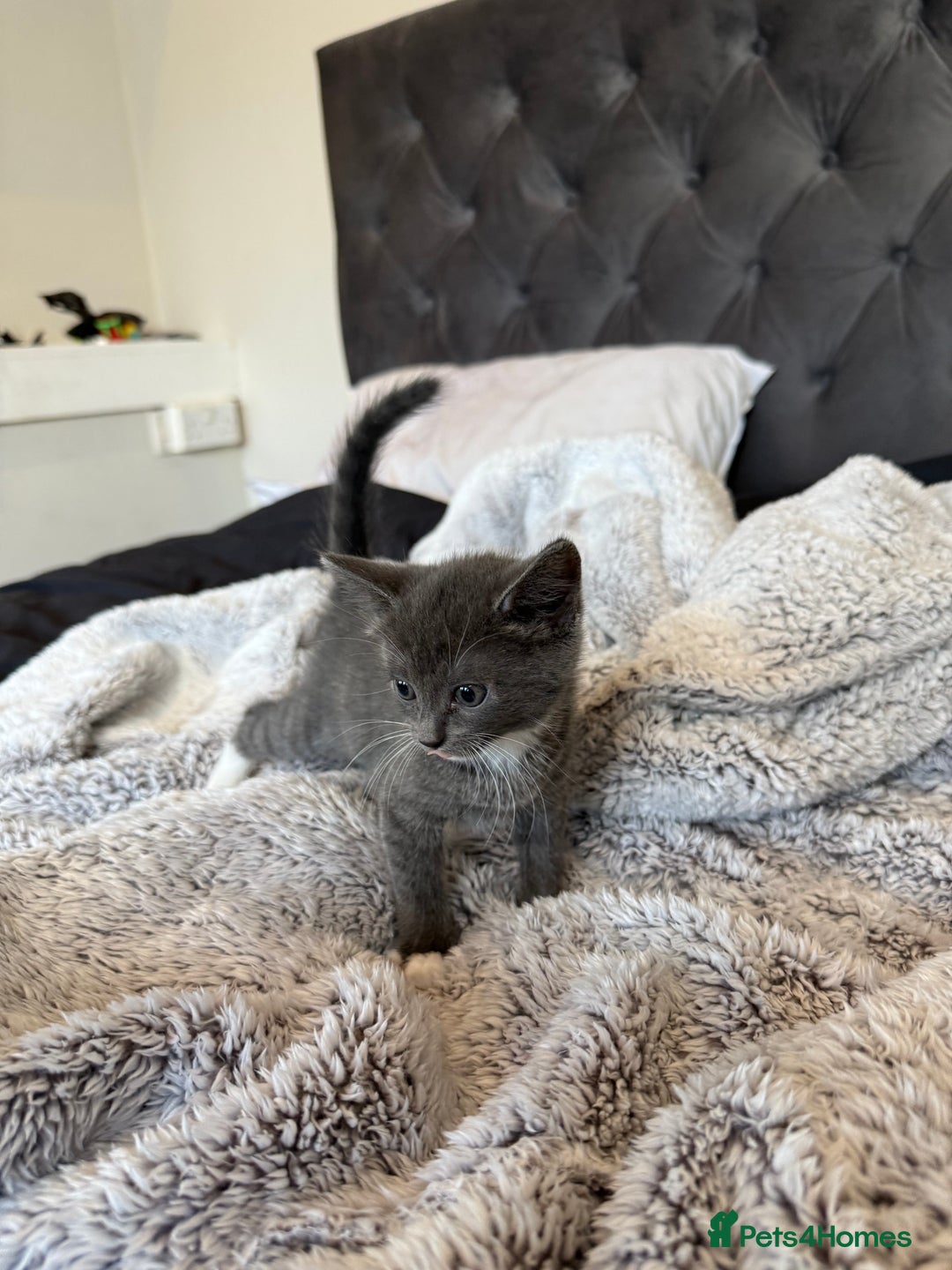 British Shorthair cats for sale: British blue x bengal kittens ready to go now ❤️ - Image 4