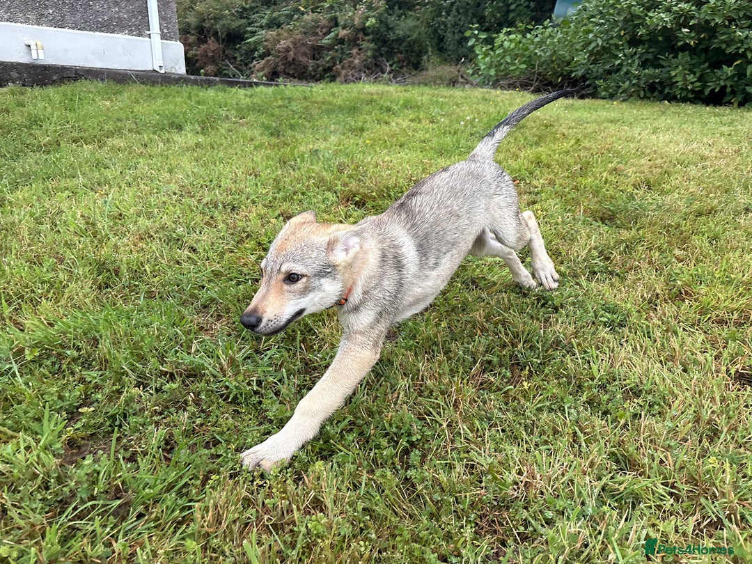 Saarloos Wolfdog dogs for sale: Rare Wolfdog Pups - Socialised & Highly Trainable - Image 28