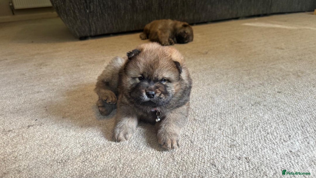 Chow Chow dogs for sale: Puppies looking for new home - Image 15