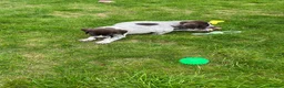 German Shorthaired Pointer dogs for sale: ! Ready now !  - Advert 11