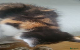 Mixed Breed cats for sale: Little kitten ready 10th August read listing  - Image 7