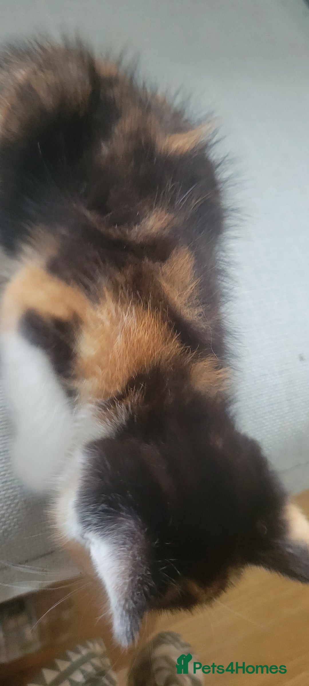 Mixed Breed cats for sale: Little kitten ready 10th August read listing  - Image 7