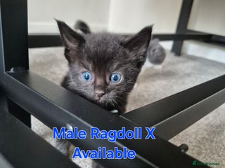 Ragdoll cats Ragdoll X Kittens 2 MALES AVAILABLE - Advert 4