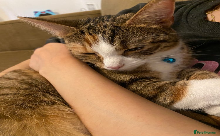 Mixed Breed cats - Advert 2