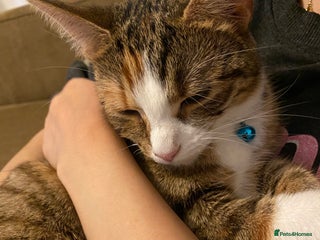 Mixed Breed cats - Advert 26