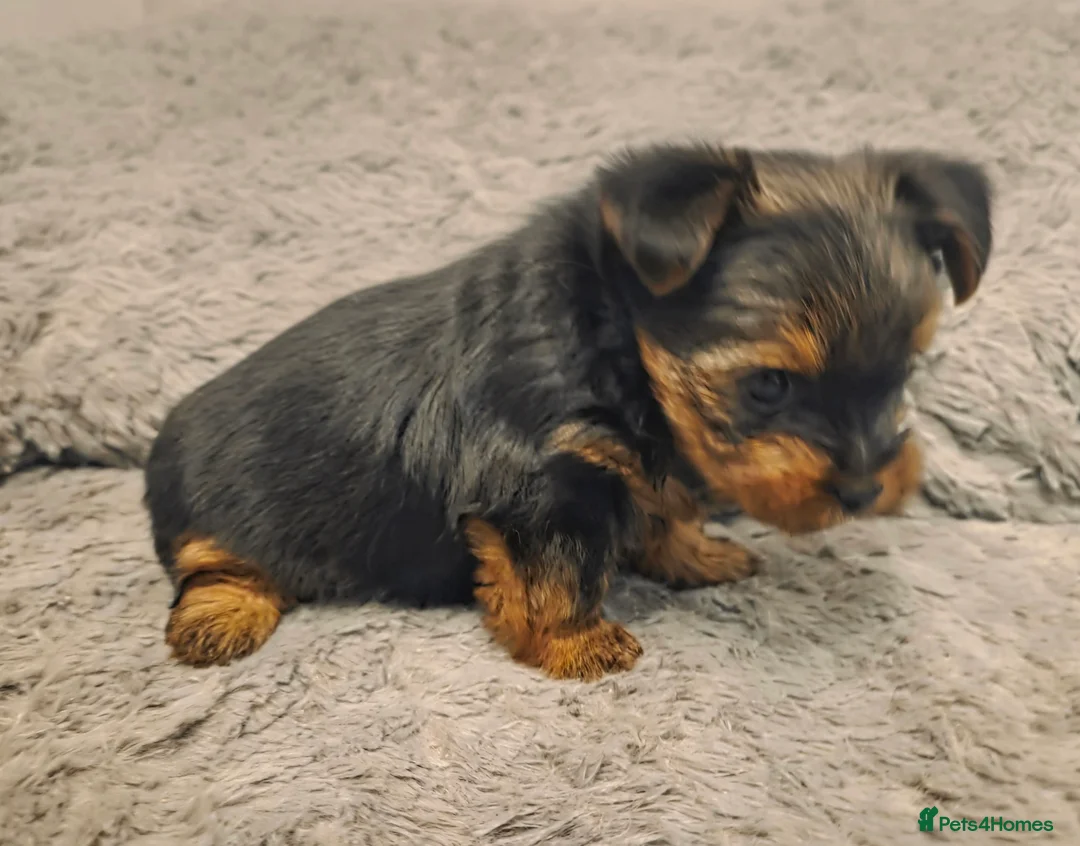 Yorkshire Terrier dogs for sale: Adorable pappy girl - Advert 8