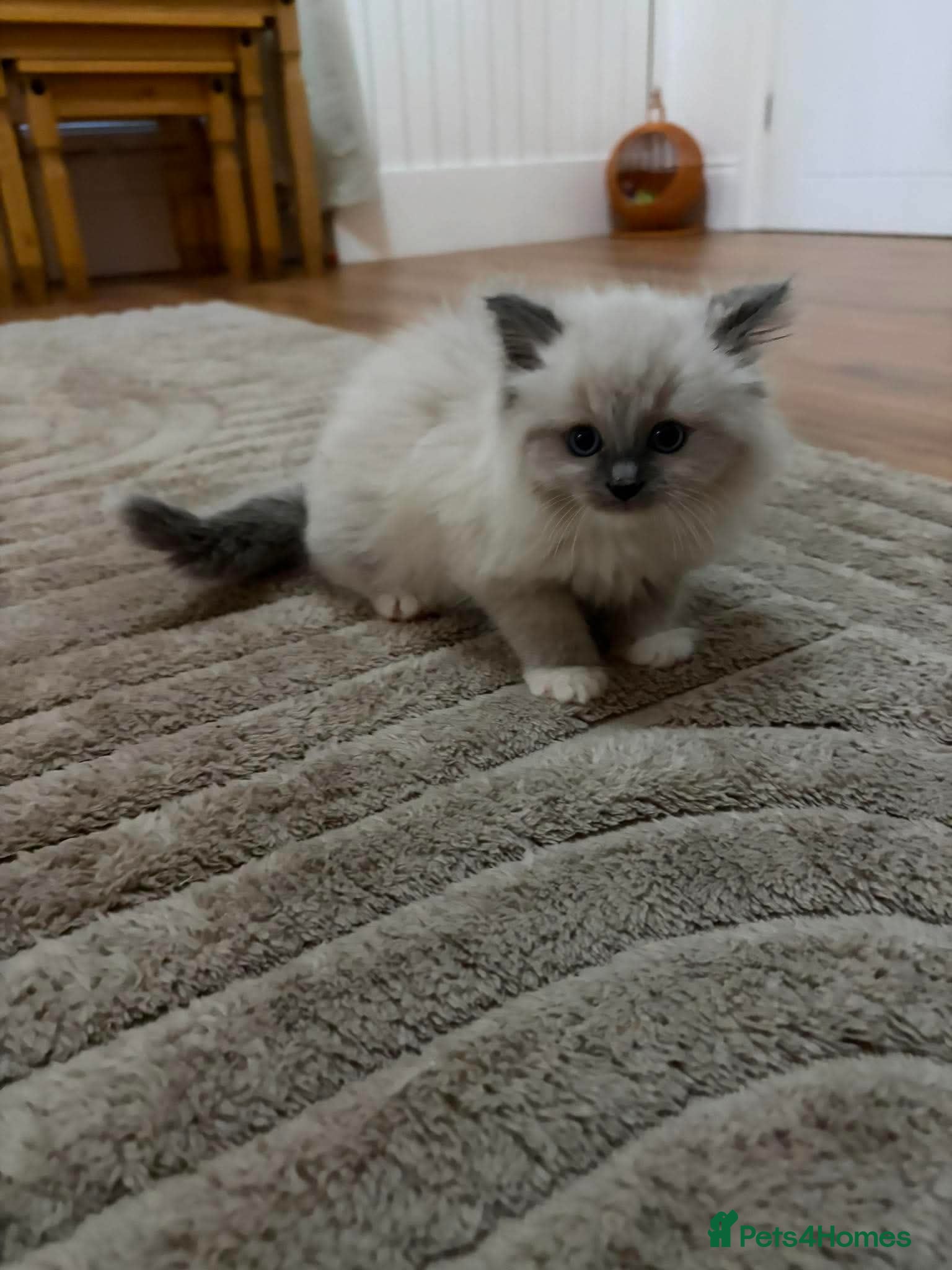 Ragdoll cats Ragdoll kittens ready now - Advert 13