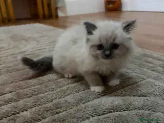 Ragdoll cats Ragdoll kittens ready now - Advert 2