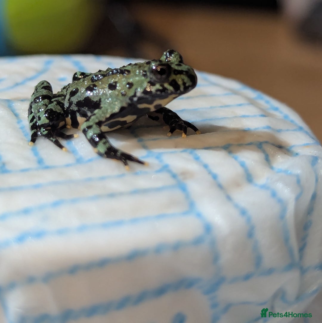 Frog reptiles for sale: Oriental fire-bellied toad (Bombina orientalis - Advert 9