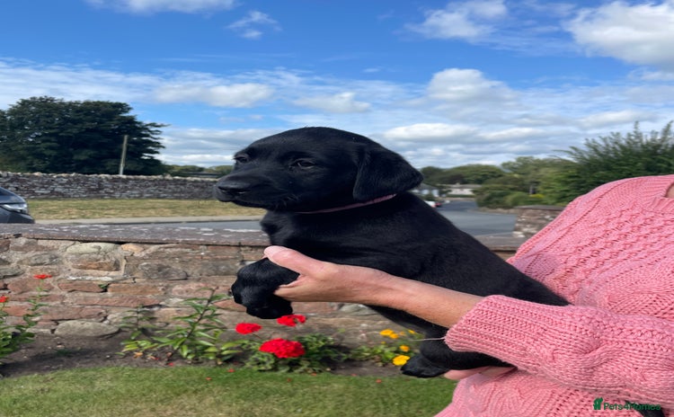 Labrador Retriever dogs - Advert 1