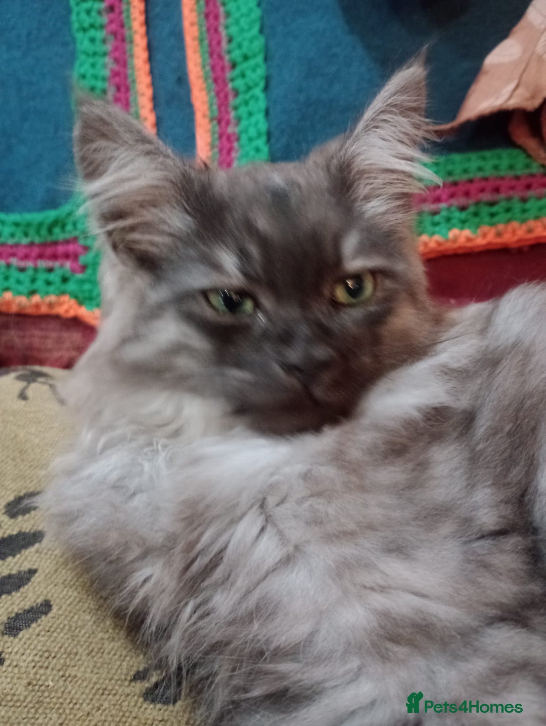 Maine Coon cats for sale: Maine coon Kitten - Image 1