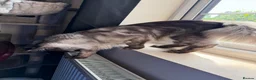 Maine Coon cats for sale: Maine coon - Advert 5