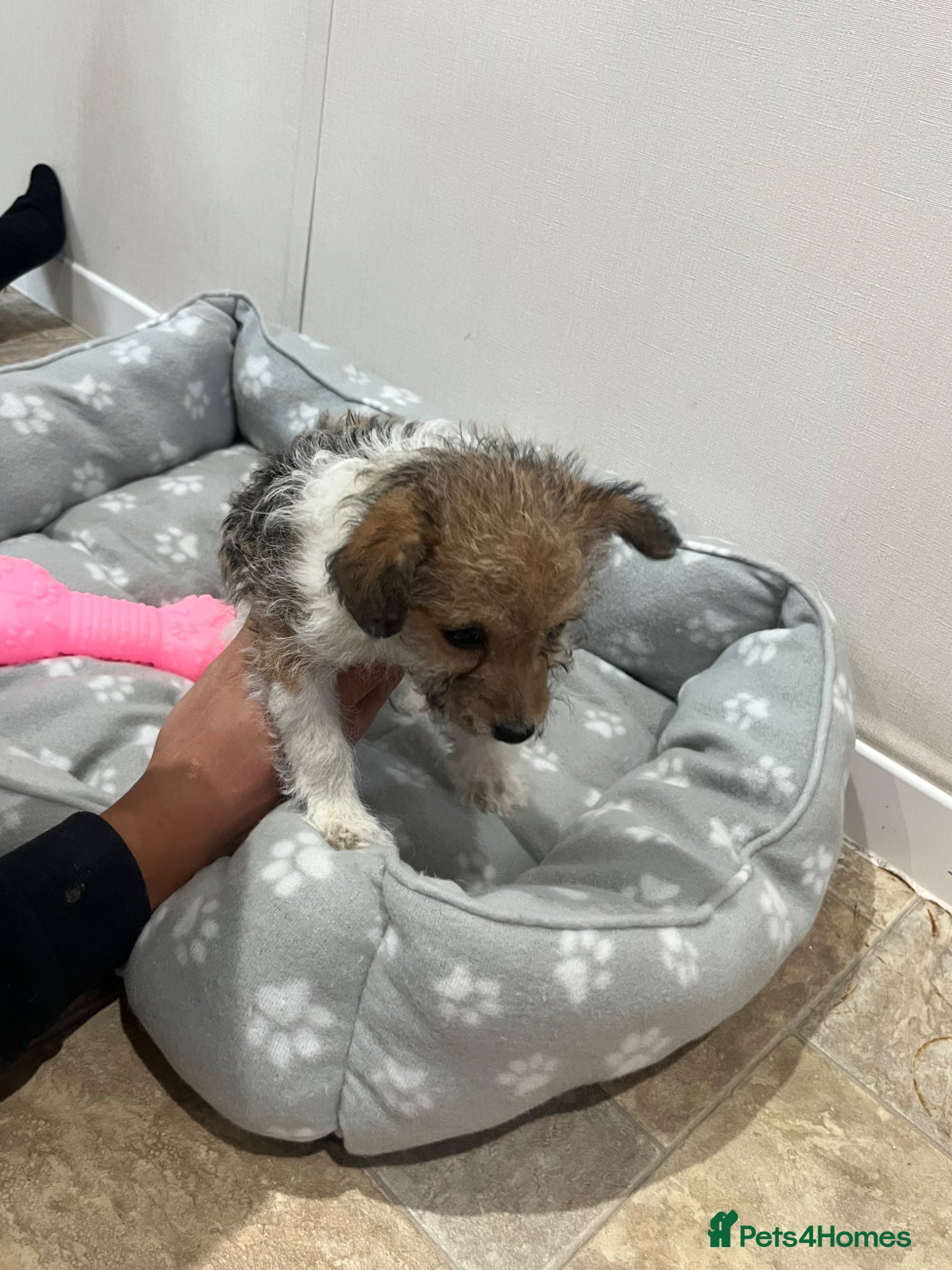 Jack Russell dogs for sale: Gorgeous tiny Jack Russell‘s in High Wycombe - Advert 20