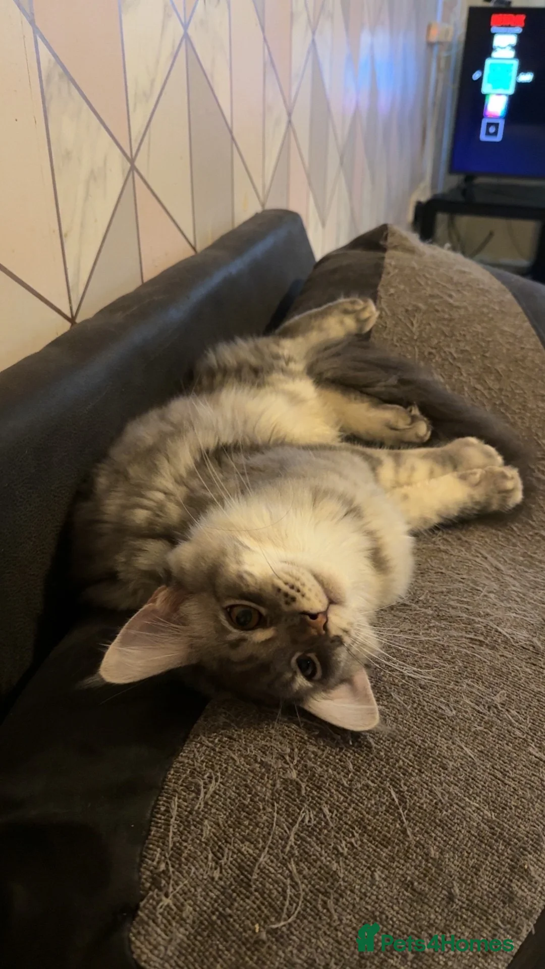 Maine Coon cats for sale: Female Blue Silver Classic Mainecoon - Advert 4