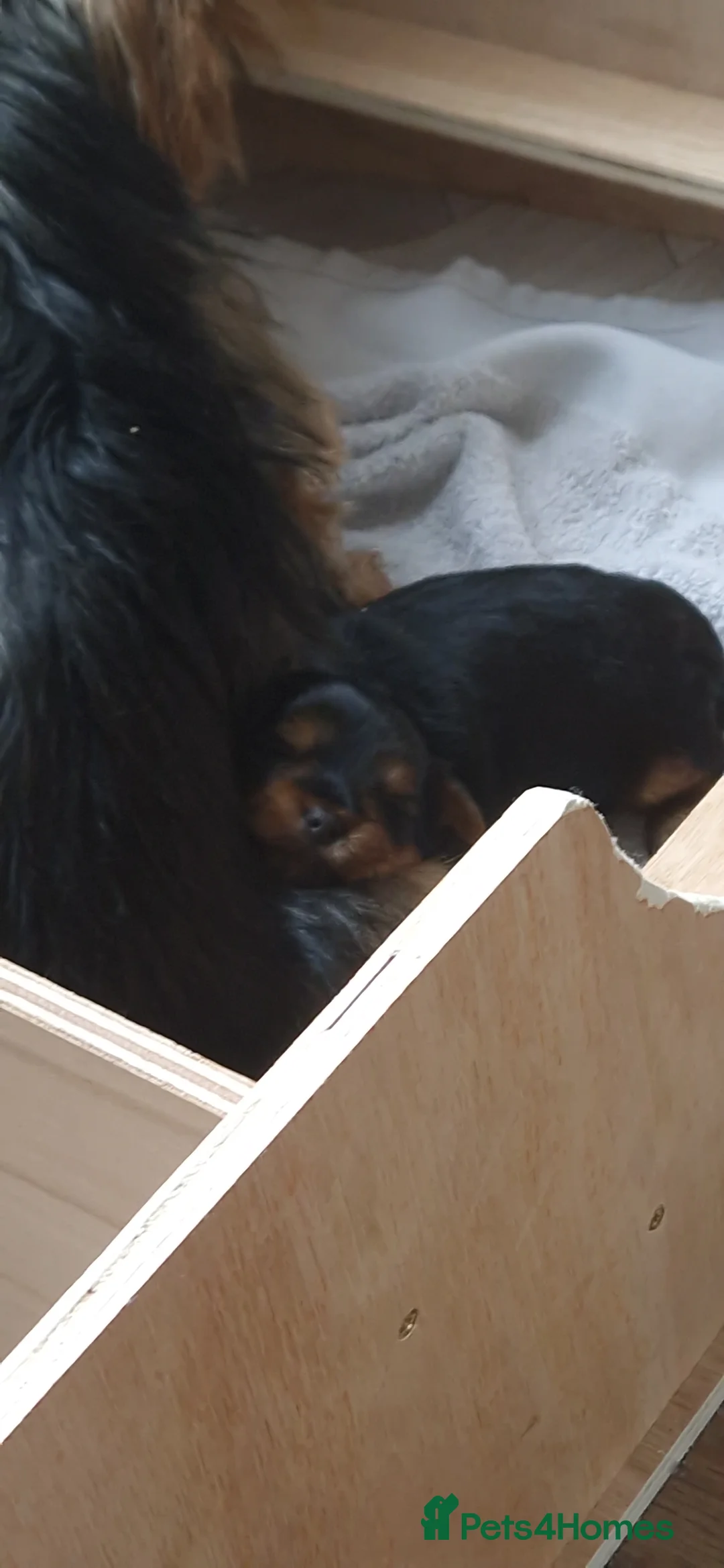 Yorkshire Terrier dogs for sale: Beautiful yorkshire terrier puppies for sale  - Advert 7