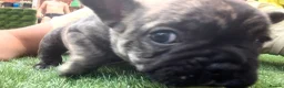 French Bulldog dogs for sale: Adorable french  puppy's  - Advert 24