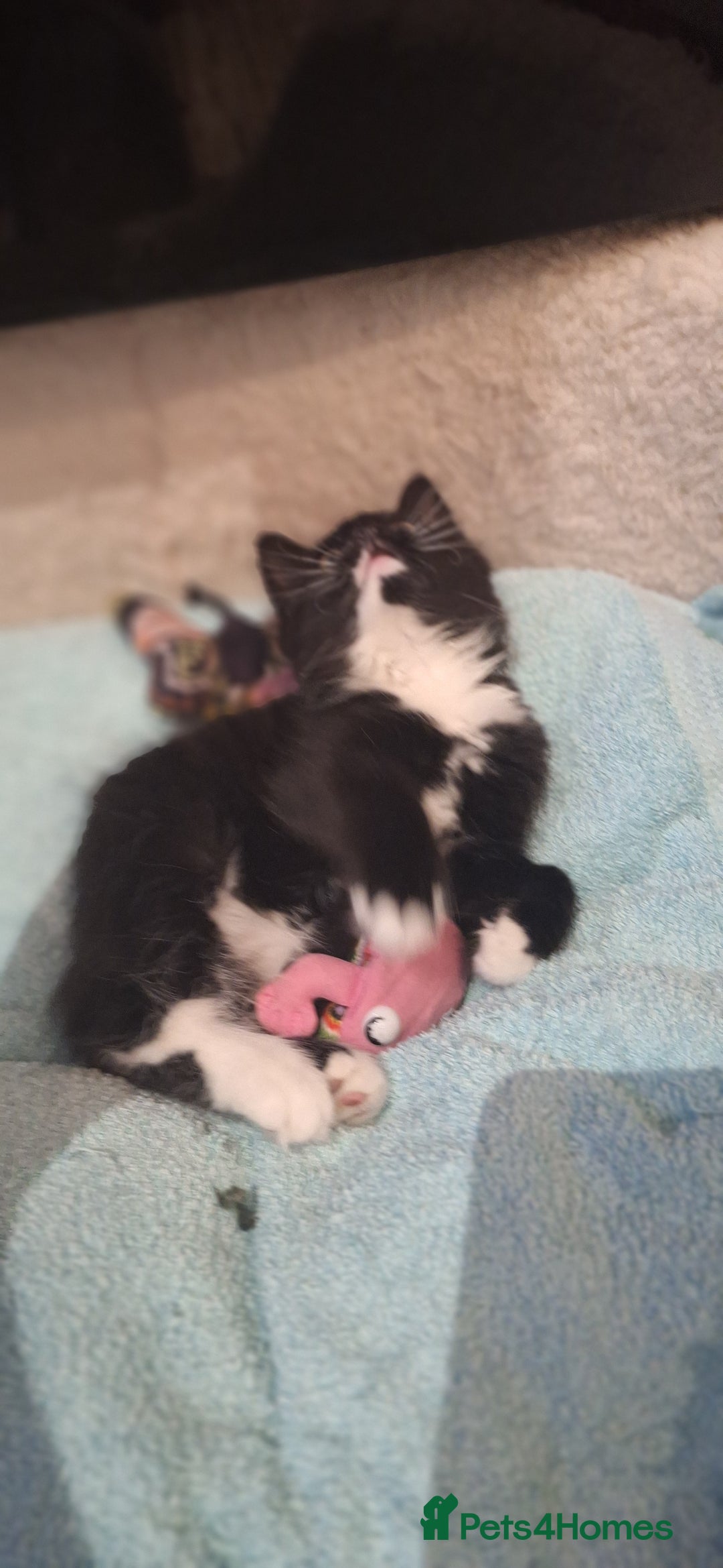 Norwegian Forest Cat cats for sale: Norwegian forest kittens - Image 4