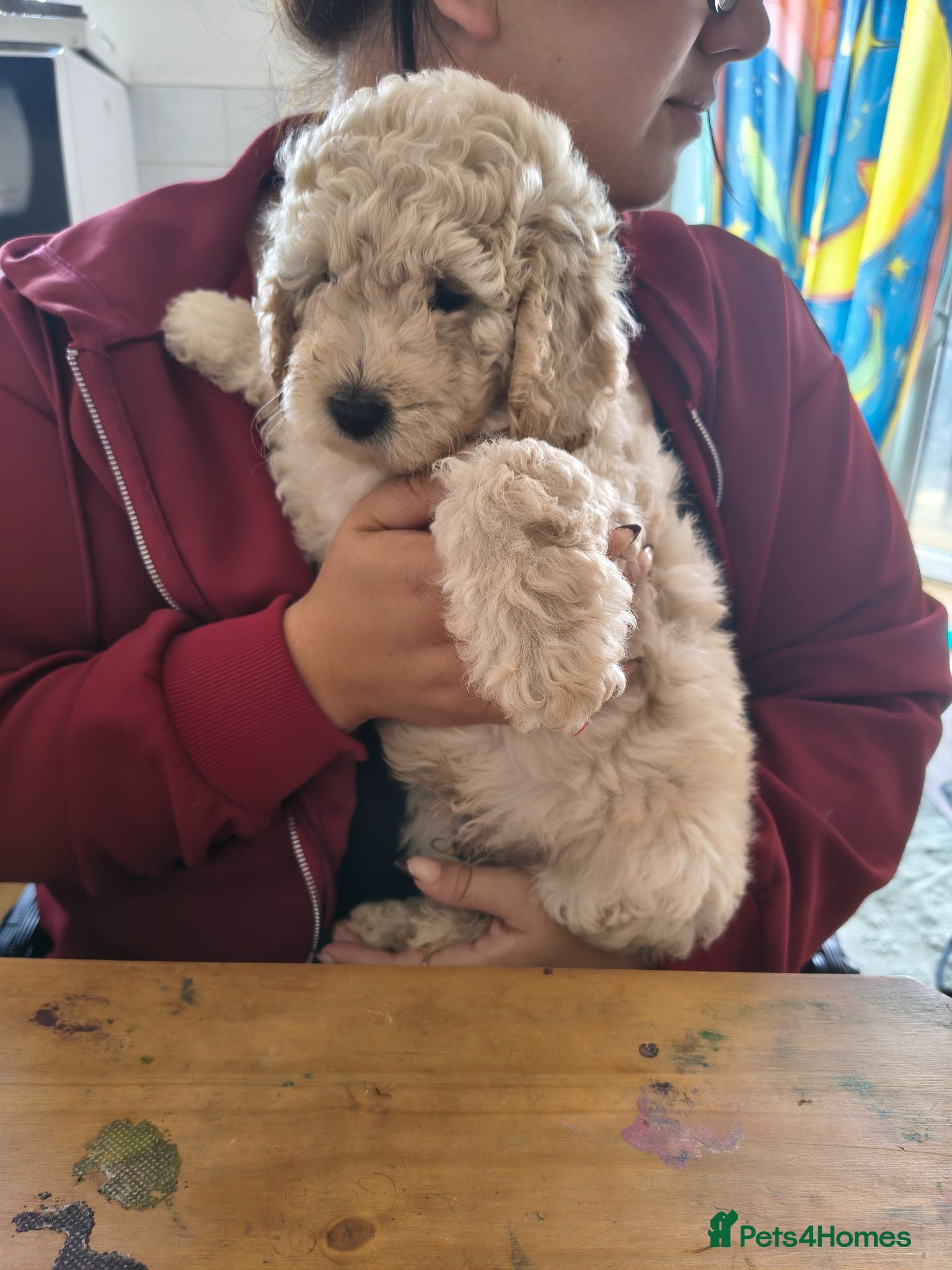 Cockapoo dogs F1BB Standard poodle x toy cockapoo puppies  - Advert 2