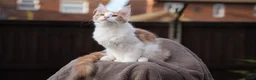 Maine Coon cats for sale: XL Pedigree Maine coon kittens - Advert 11