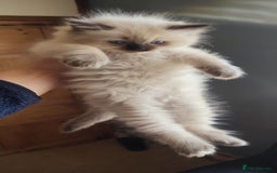 Ragdoll cats for sale: Beautiful Ragdoll kittens - Image 17