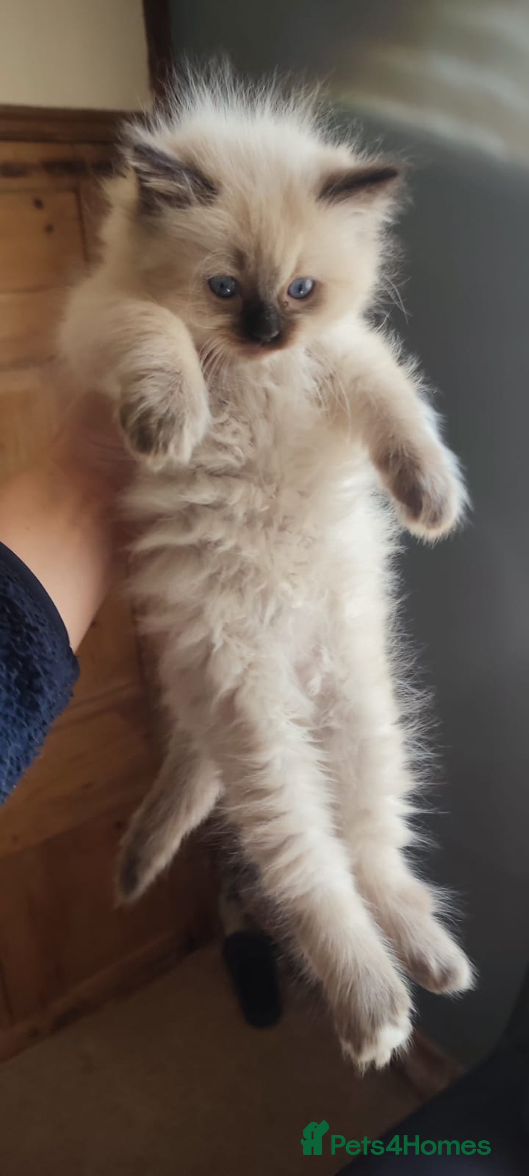 Ragdoll cats for sale: Beautiful Ragdoll kittens - Image 17