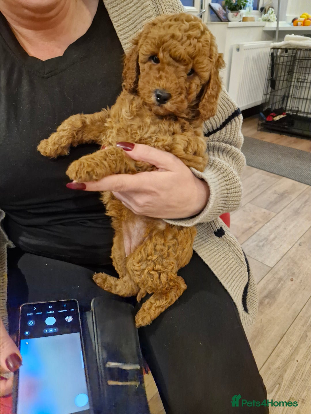 Miniature Poodle dogs for sale: Minature poodles for sale - Image 2