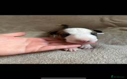 English Bull Terrier dogs for sale: English bull terriers  - Image 16