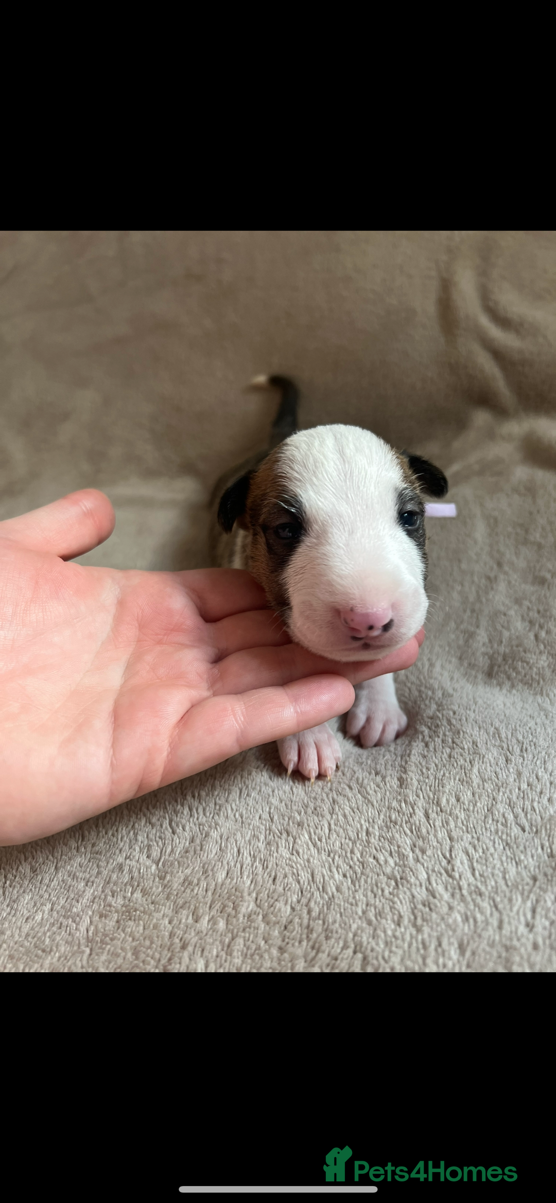 English Bull Terrier dogs for sale: English bull terriers  - Image 16