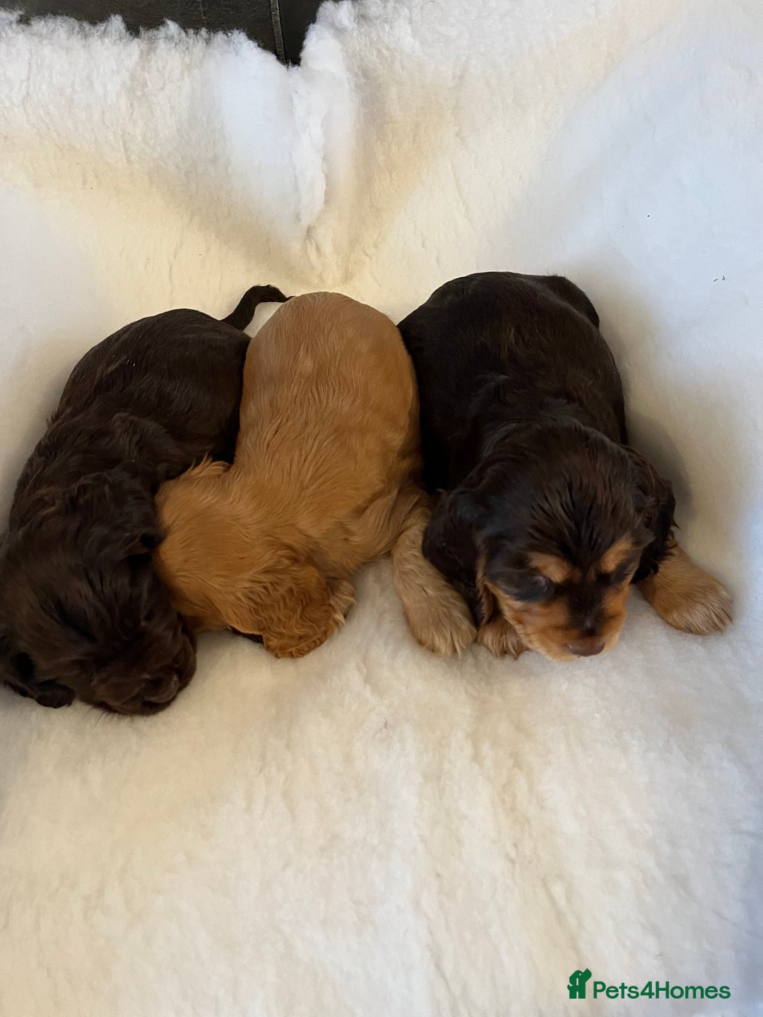 Cocker Spaniel dogs for sale: Health tested KC reg show type cockers - Advert 8