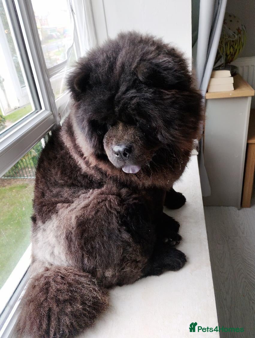Chow Chow dogs Chow chow  - Advert 5
