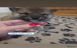 Japanese Shiba Inu dogs for sale: Shiba Inu – 5 Puppies  - Advert 12