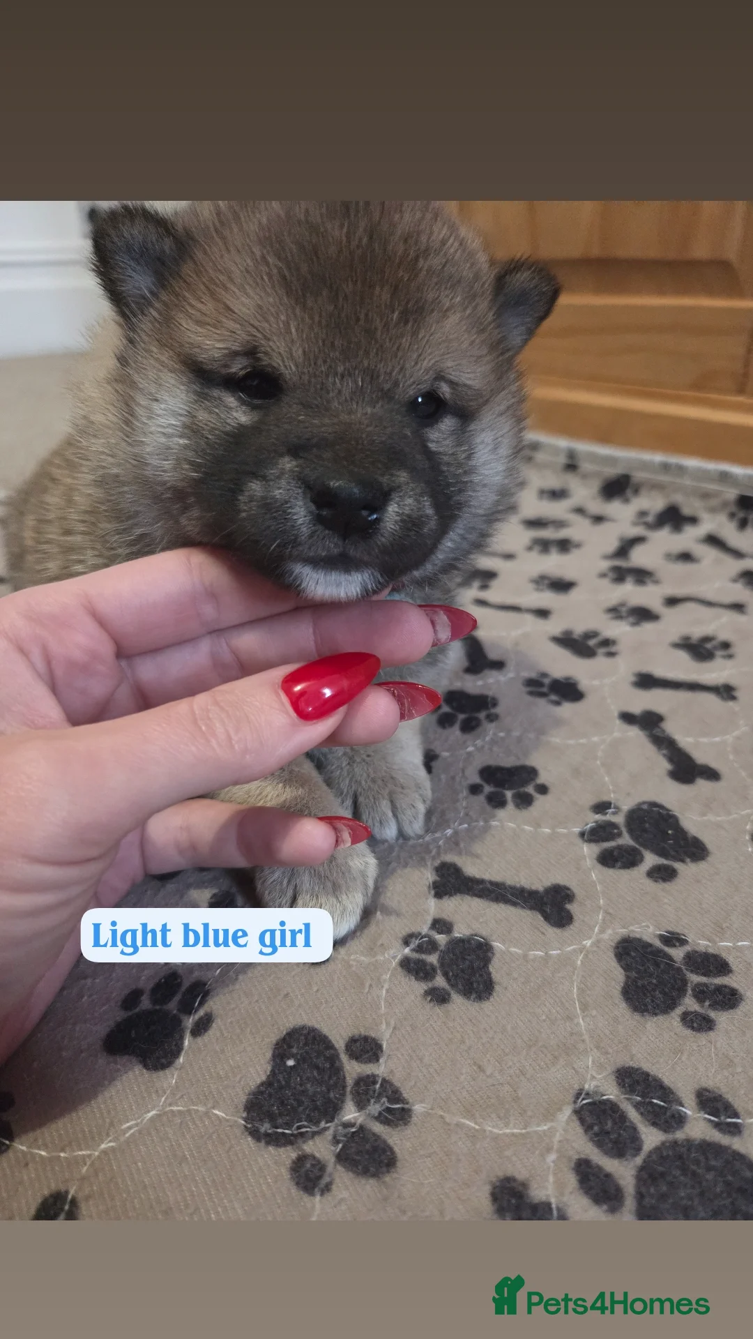 Japanese Shiba Inu dogs for sale: Shiba Inu – 5 Puppies  - Advert 12