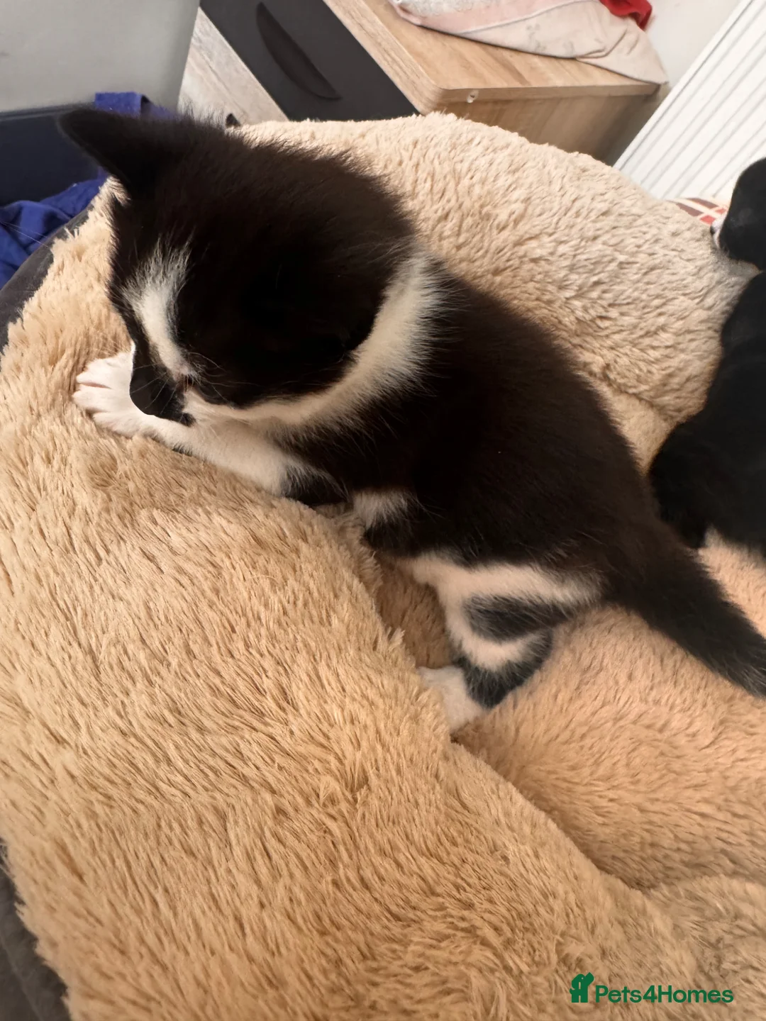 Domestic Shorthair cats for sale: Beautiful kittens(girl and boy) - Advert 2