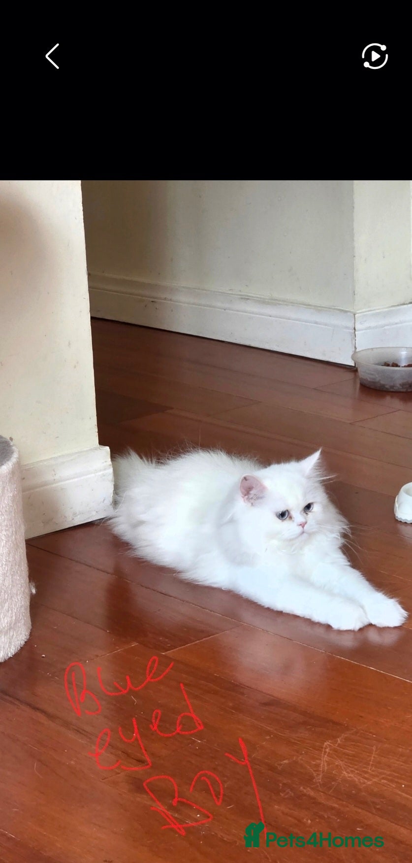Persian cats Persian angels 1 blue eyed white boy - Advert 2