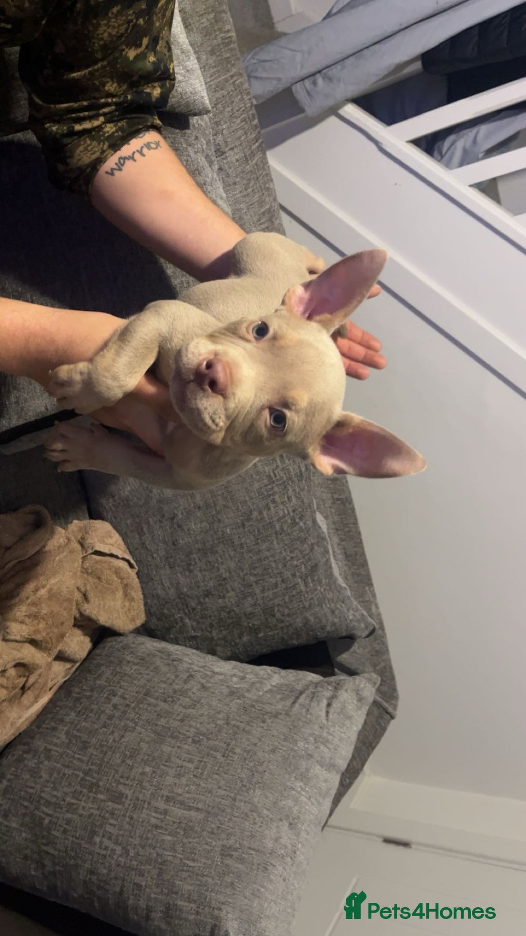American Bully dogs for sale: 🦍🩸cowboy🤠- micro bully’s for sale  - Image 1
