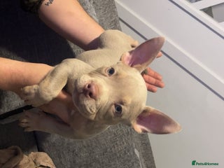 American Bully dogs - Advert 1